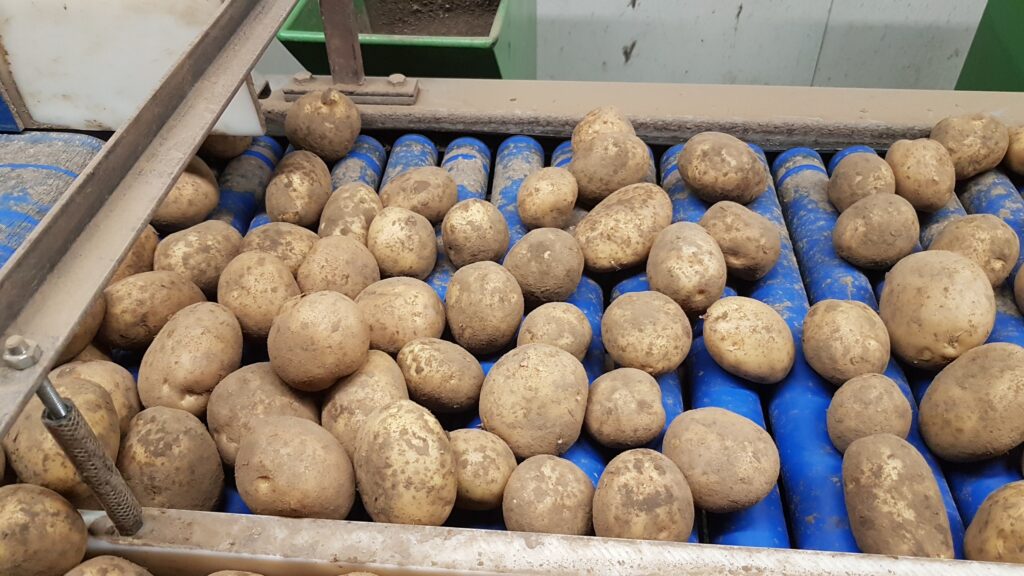 Freshly harvested potatoes on the washing and grading line