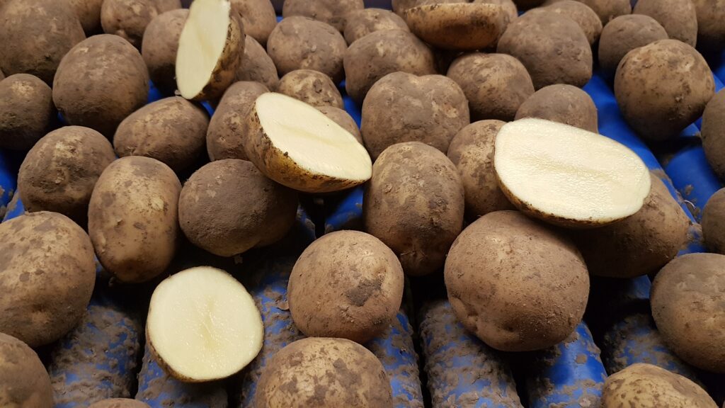 Fresh Dutch potatoes, cross-section showing internal quality